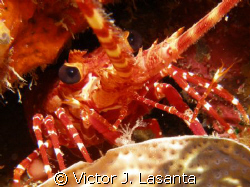 close up to a nice red banded lobster at v.j.levels dive ... by Victor J. Lasanta 
